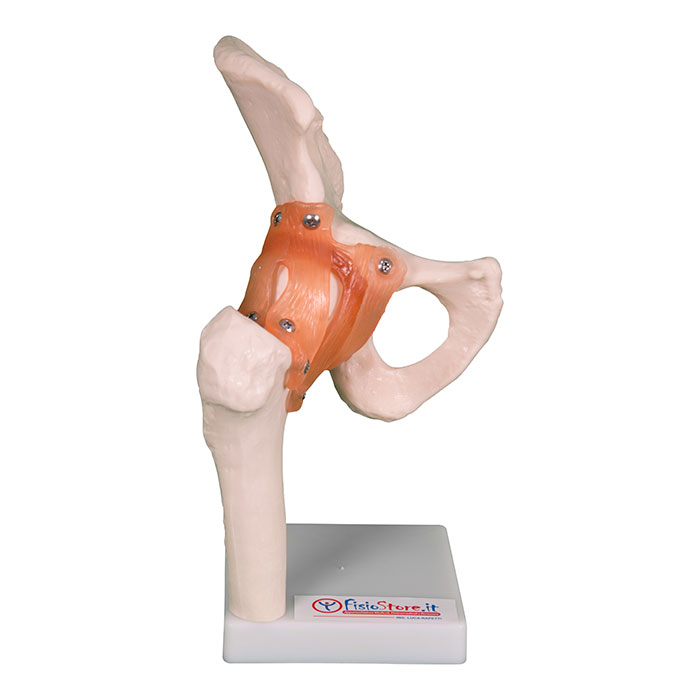 Modello anatomico dell