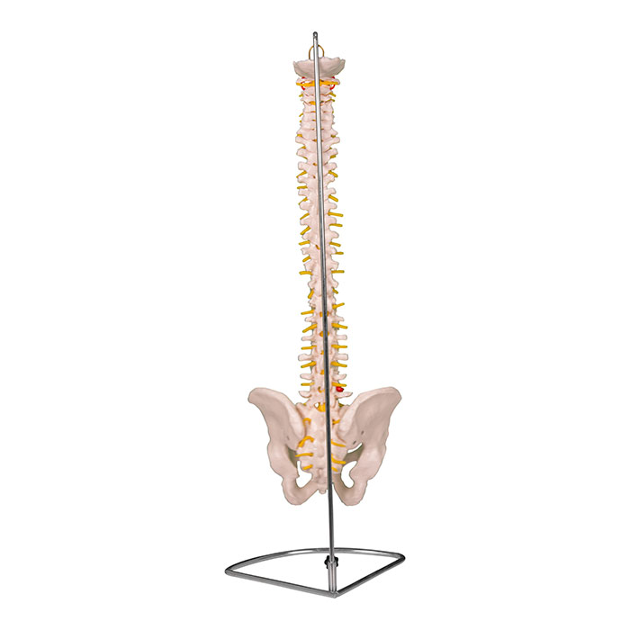 Modello anatomico colonna vertebrale-2